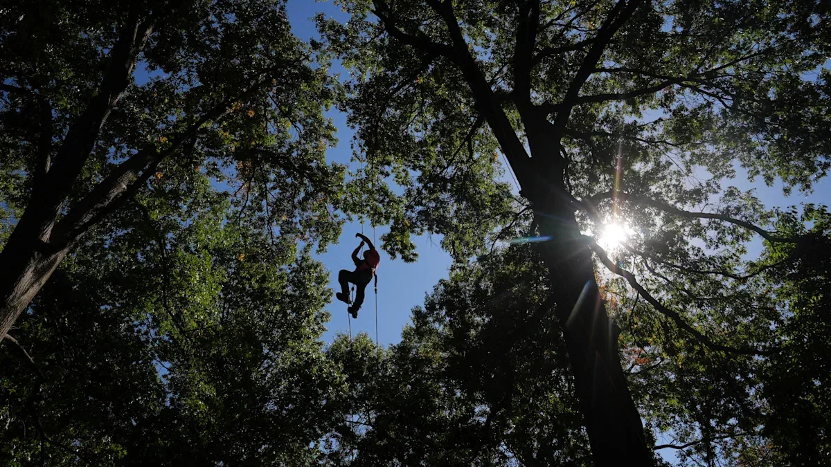 Tree climbers compete in St. Louis park